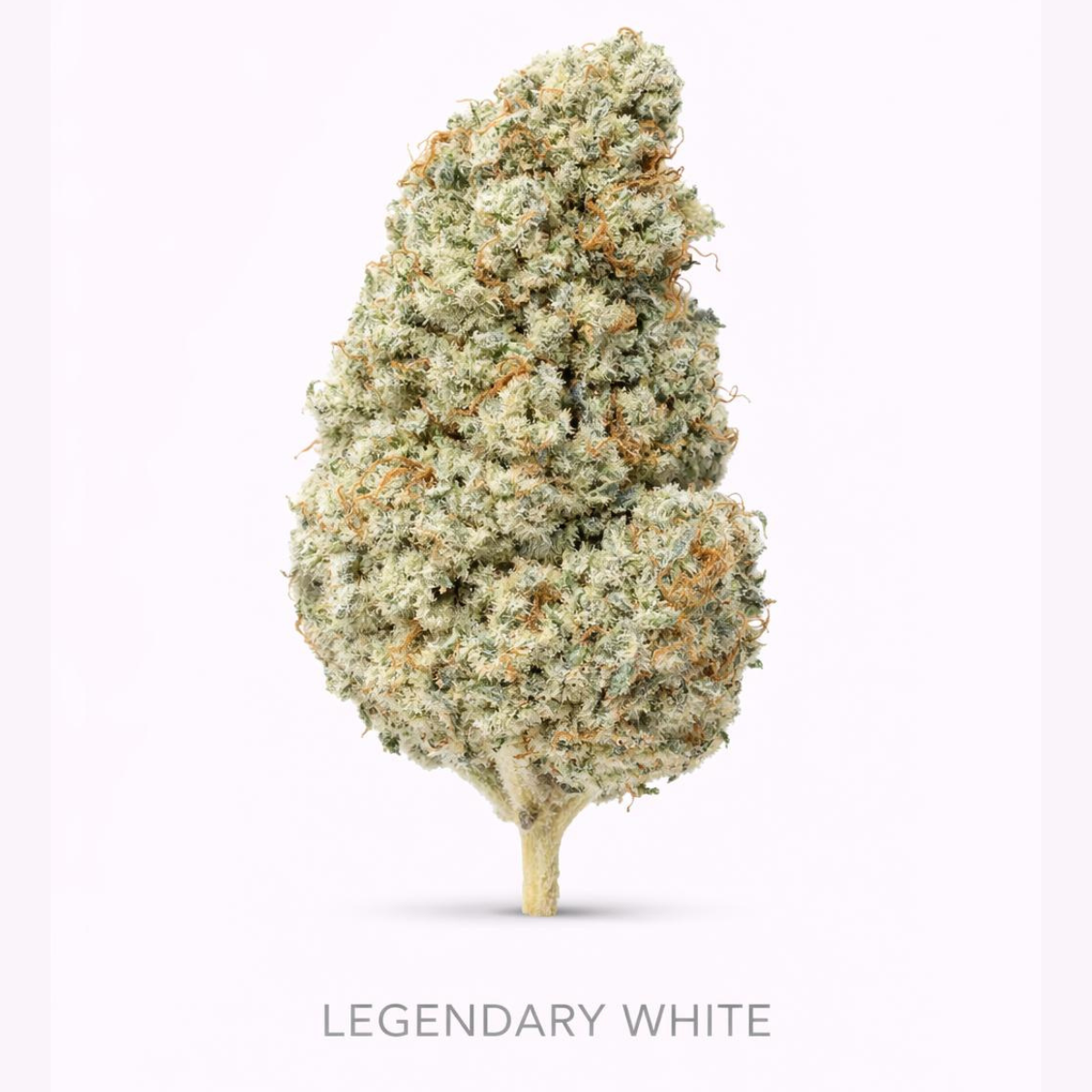 Legendary WHITE CBD – Flores Glass House Premium