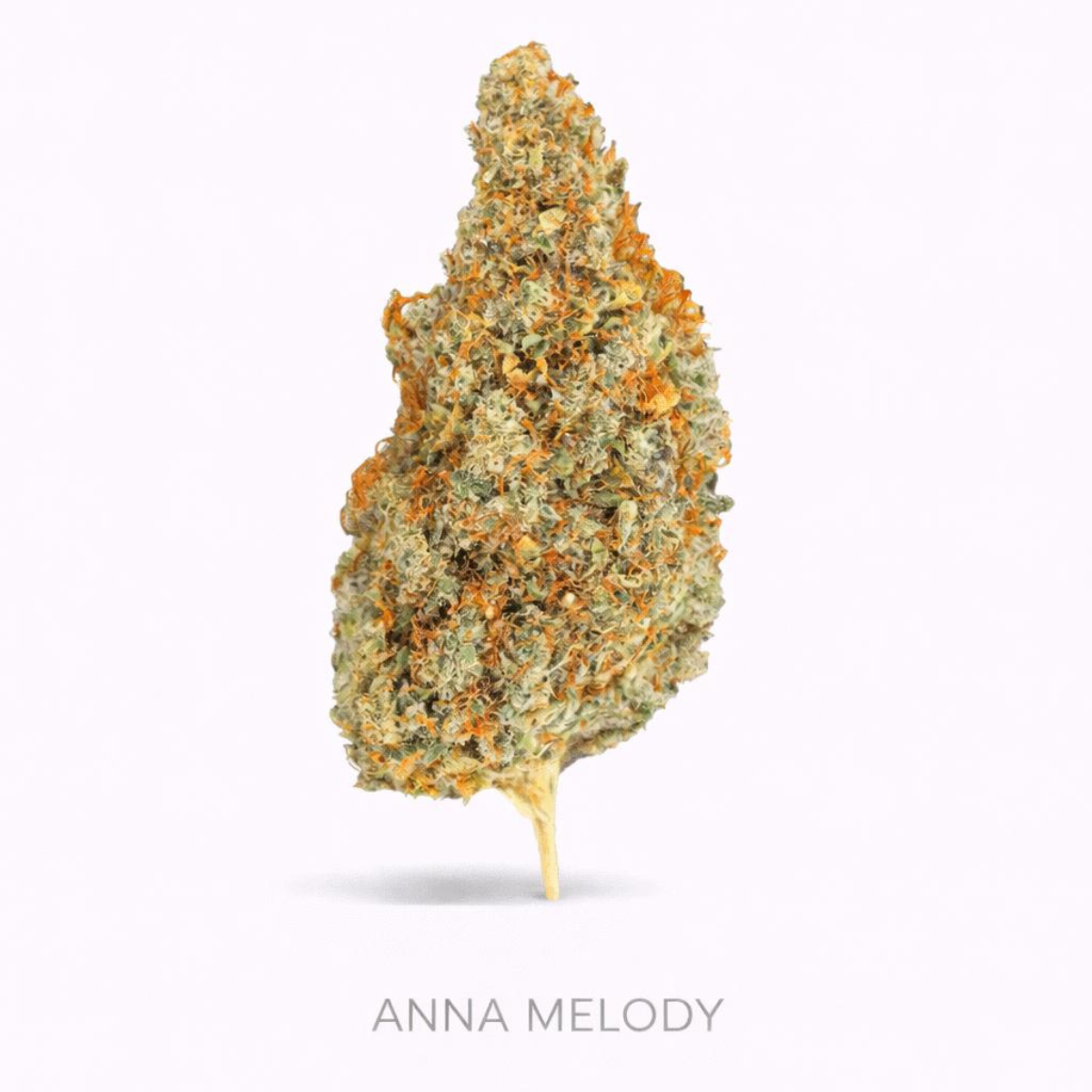 Flores ANNA MELODY HPC