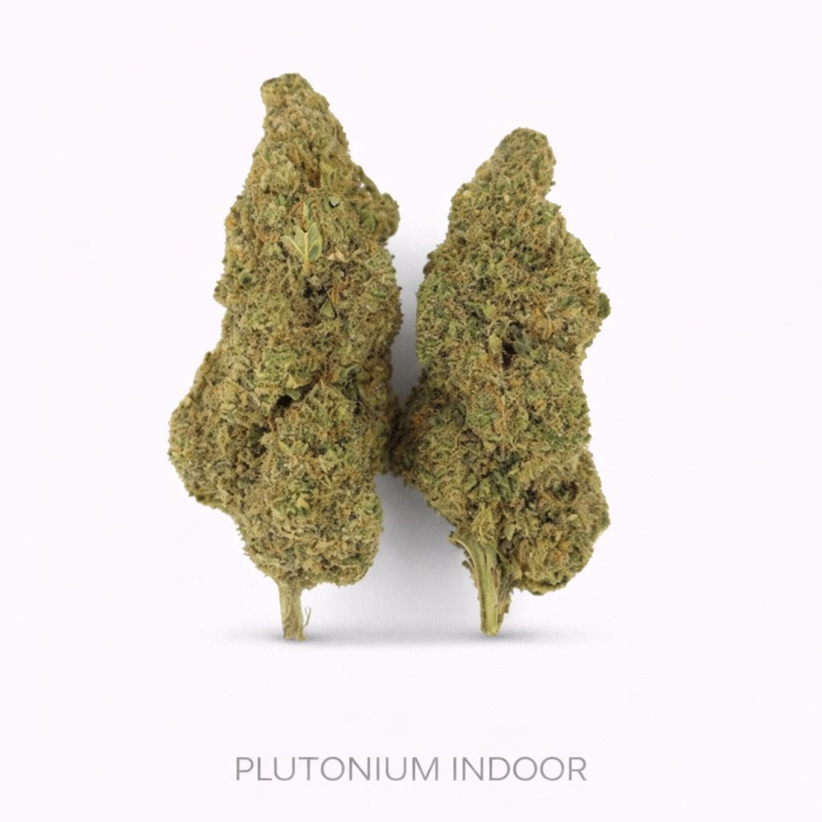 PLUTONIUM CBD Indor